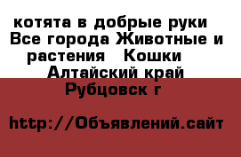 котята в добрые руки - Все города Животные и растения » Кошки   . Алтайский край,Рубцовск г.